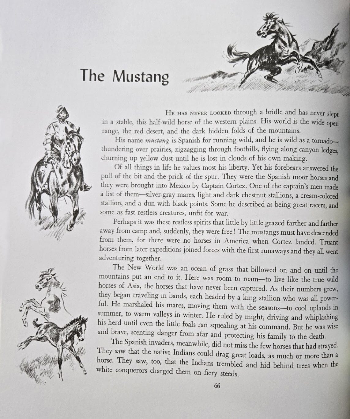 Album of Horses Book - Image 5