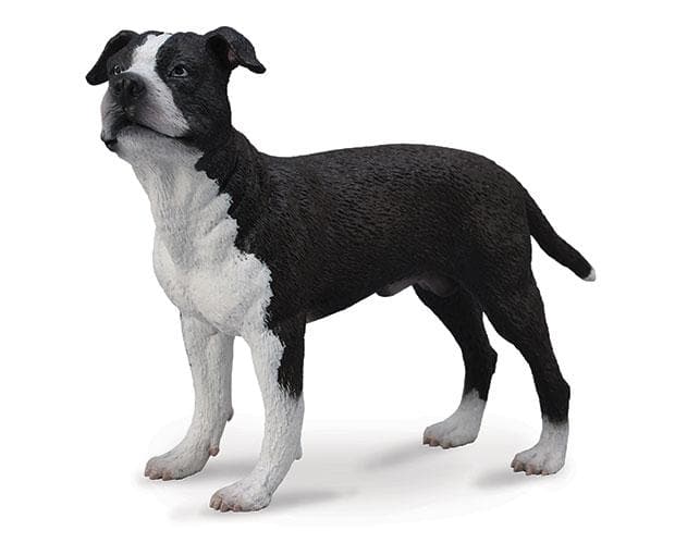 American Staffordshire - Image 2