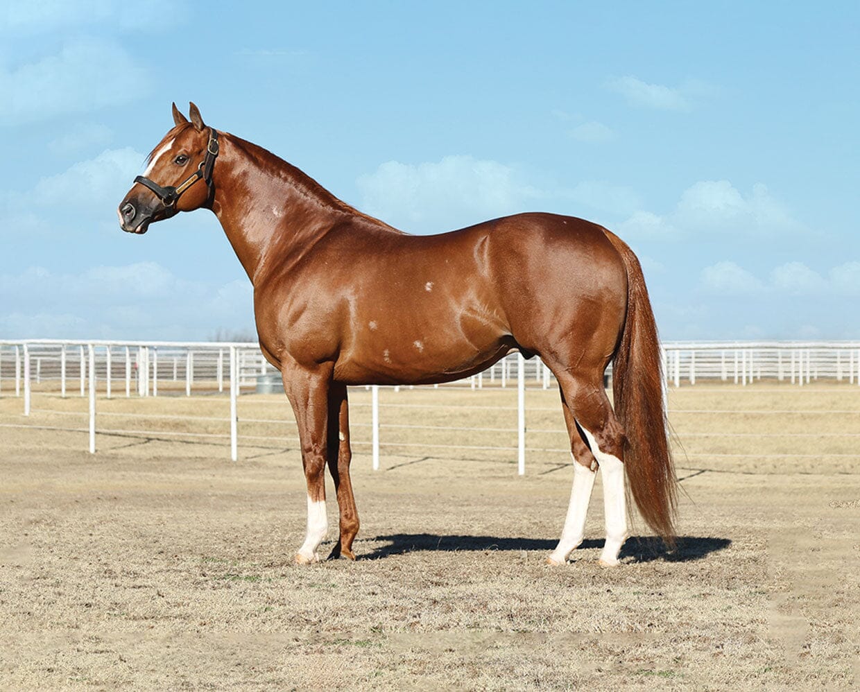 Apollitical Jess | American Quarter Horse Sprinter - Image 3