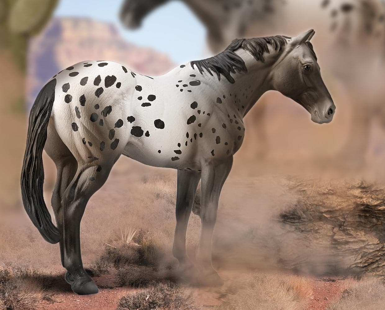 Appaloosa Stallion | Blue Varnish Roan