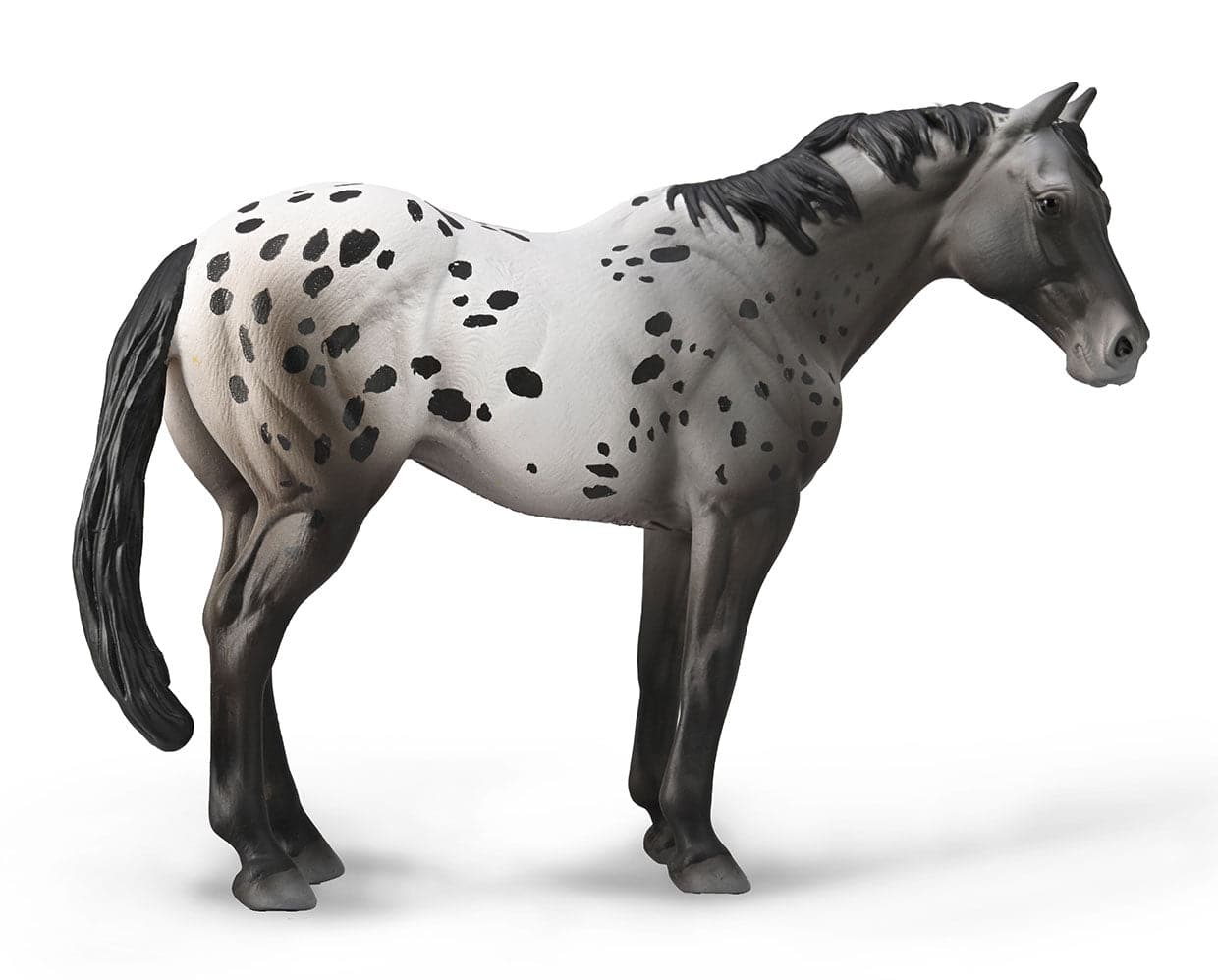 Appaloosa Stallion | Blue Varnish Roan - Image 2