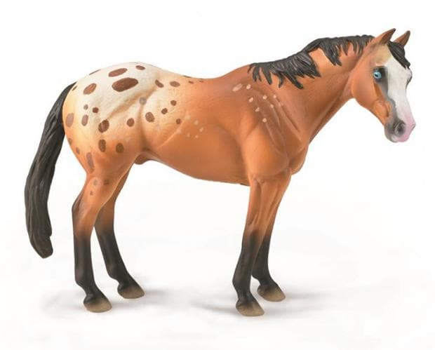 Appaloosa Stallion | Bay Blanket