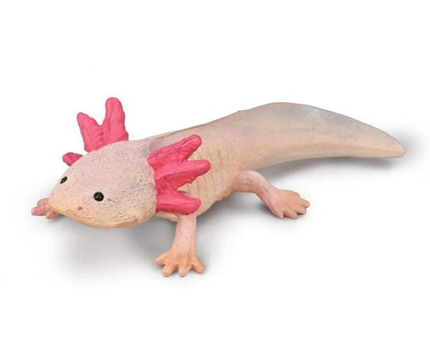 Axolotl