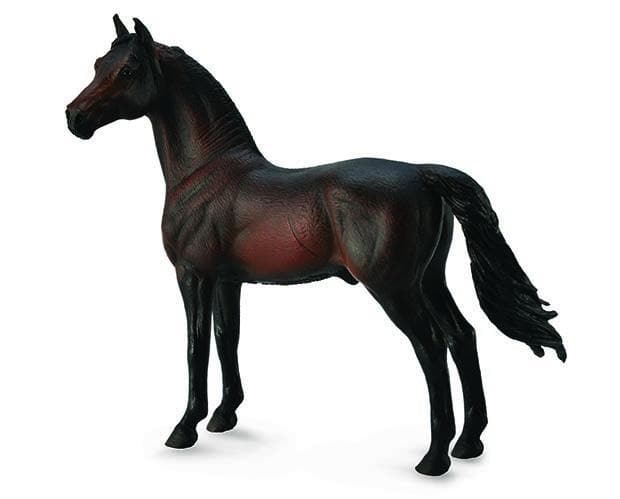 Morgan Stallion | Bay