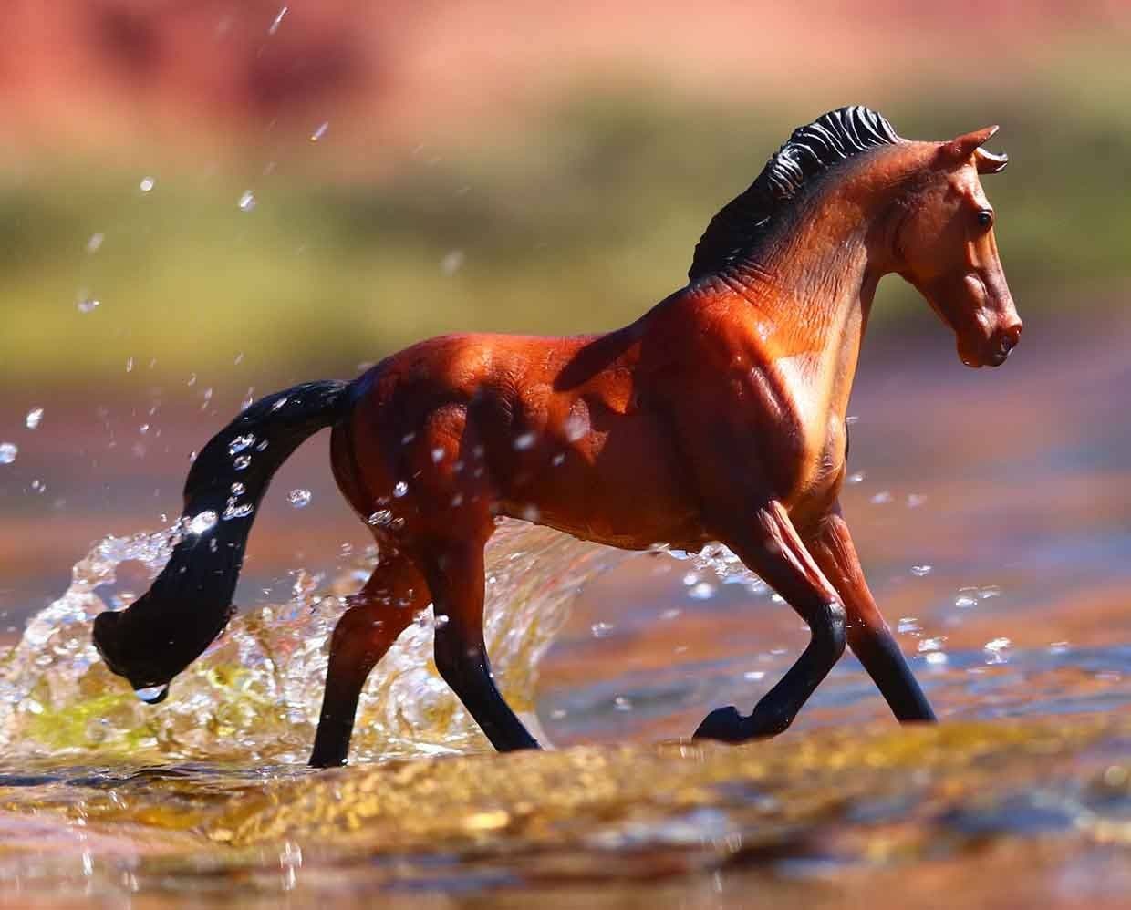 Bay Thoroughbred Mare - Image 4