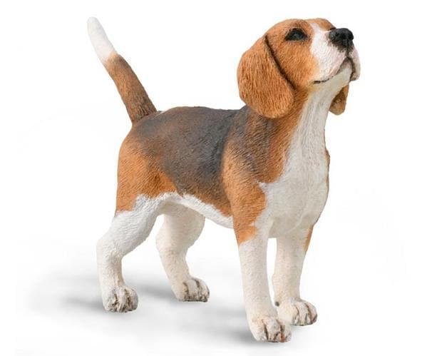 Beagle - Image 2