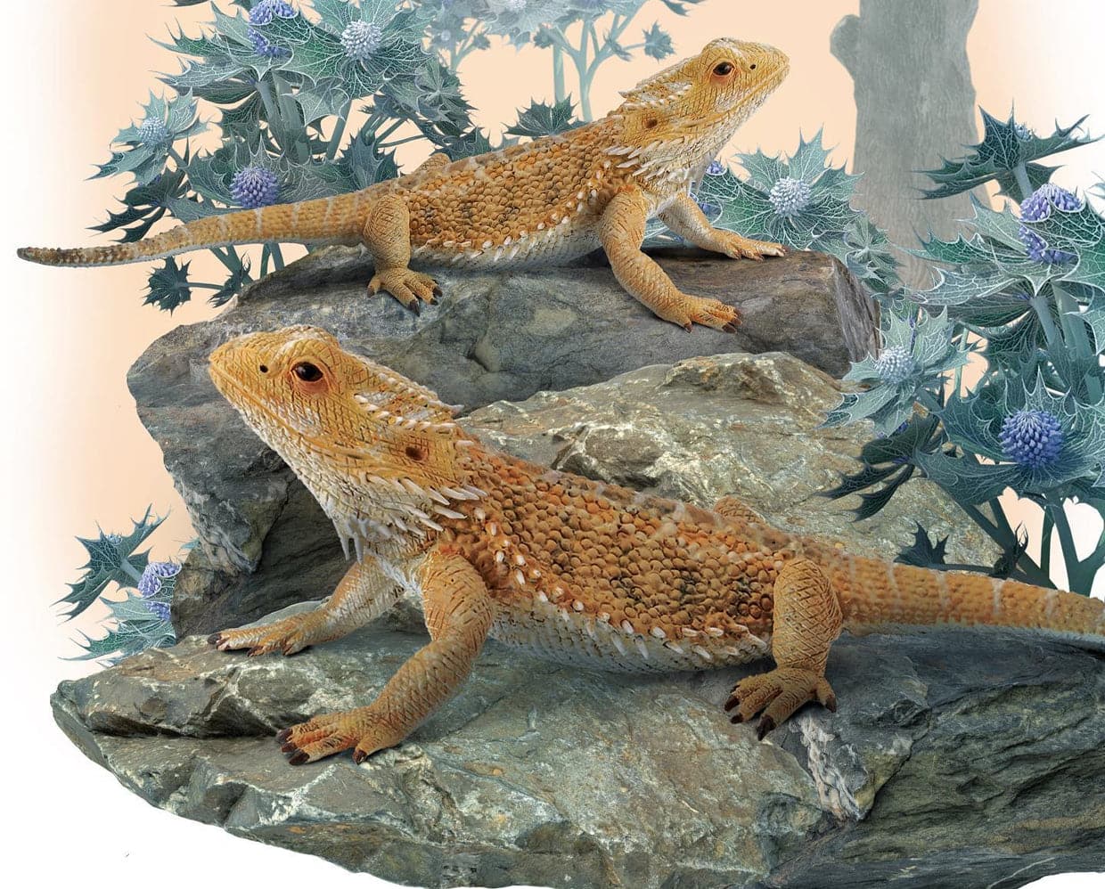 Bearded Dragon Lizard