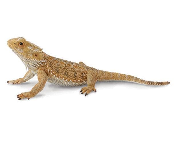 Bearded Dragon Lizard - Image 2