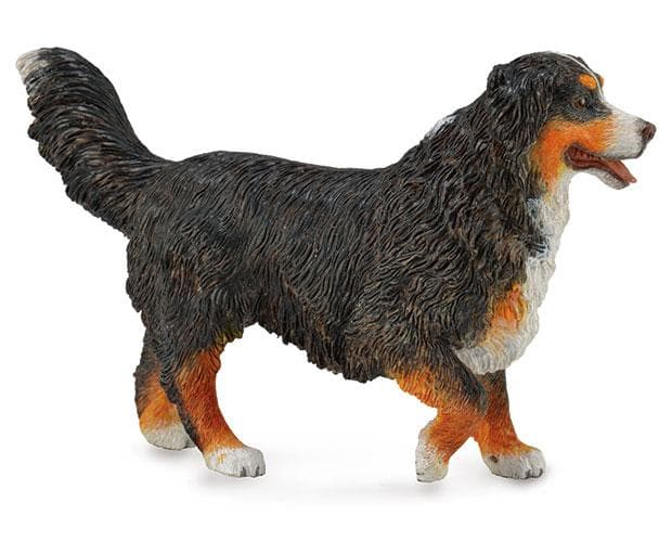 Bernese Mountain Dog - Image 2