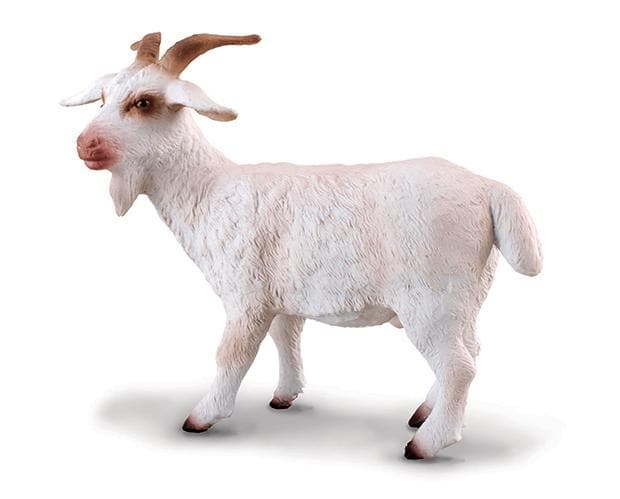 Billy Goat