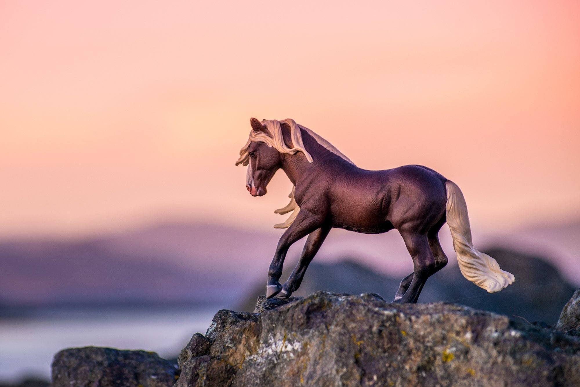 Black Forest Horse Stallion - Image 2
