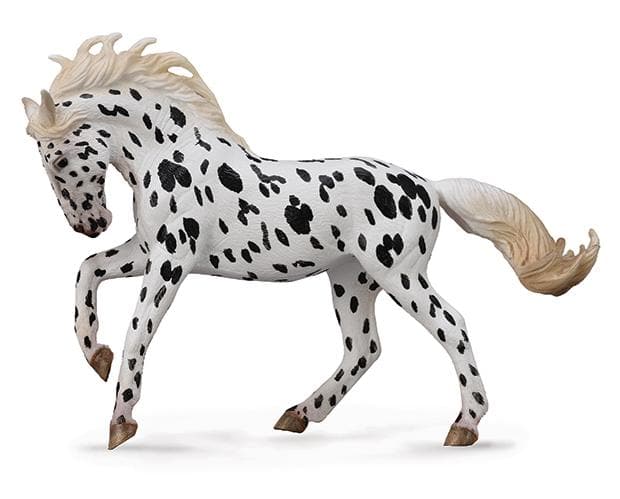 Knabstrupper Mare | Black Leopard