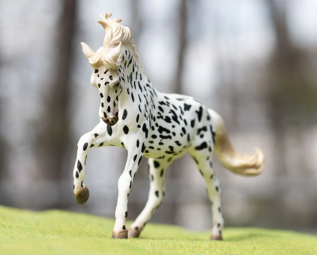 Knabstrupper Mare | Black Leopard - Image 2