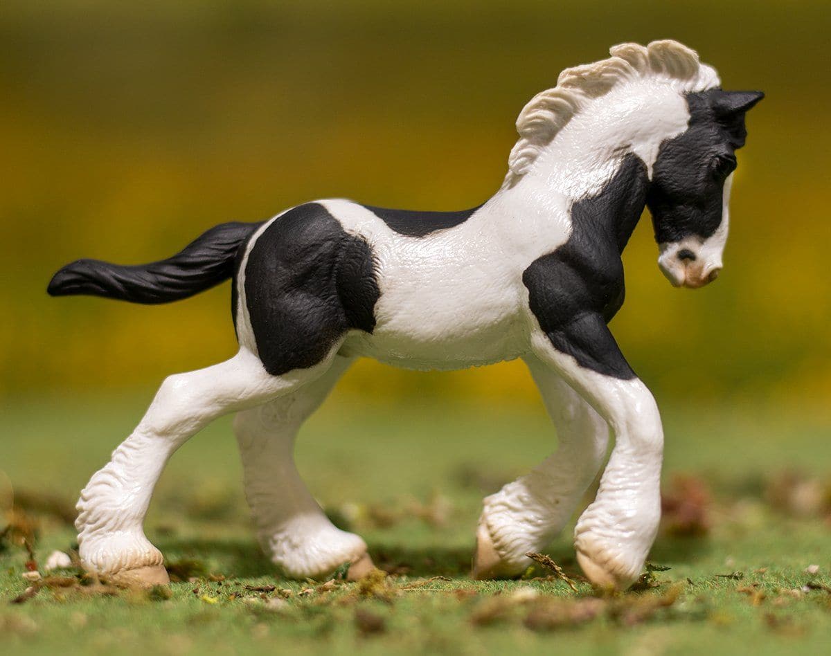 Gypsy Vanner Foal | Black & White Piebald - Image 2