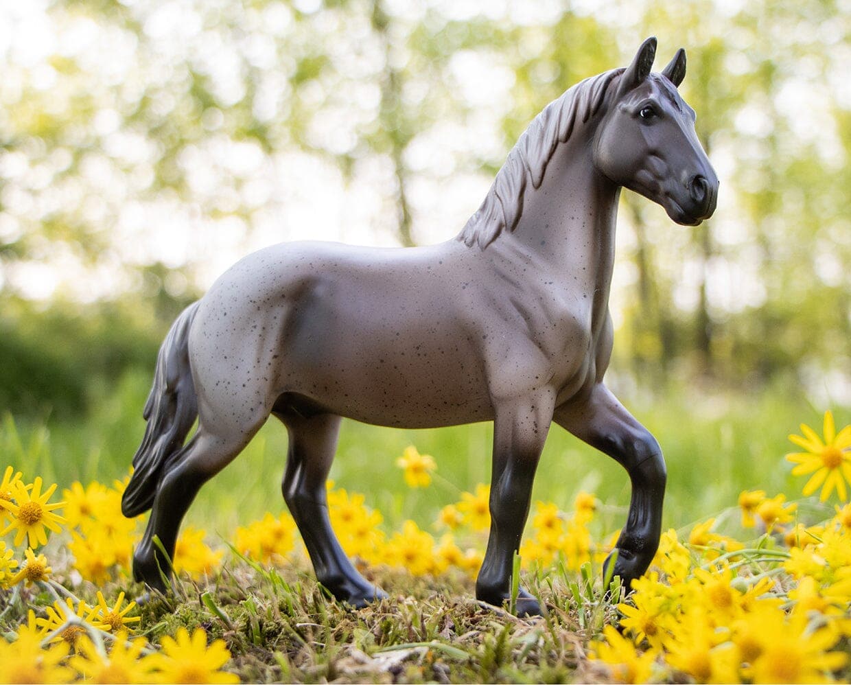 Blue Roan Brabant - Image 3