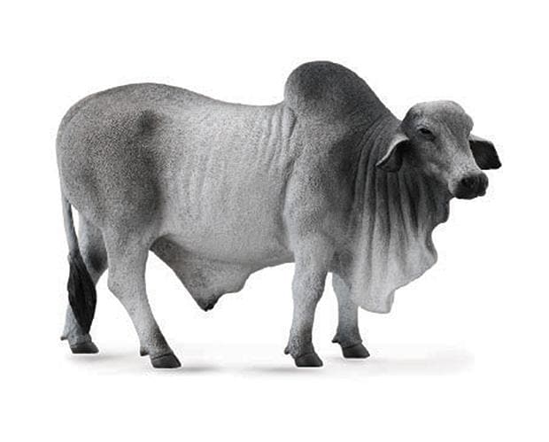 Brahman Bull - Image 2