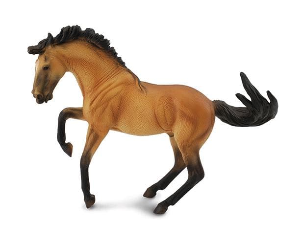 Lusitano Stallion | Buckskin