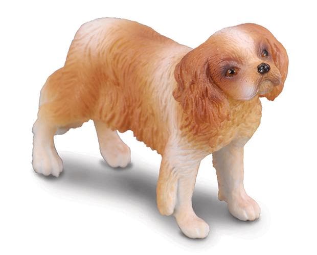 Cavalier King Charles Spaniel