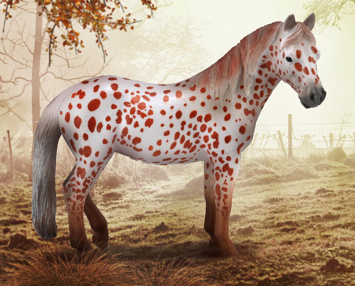 British Spotted Pony Mare | Chestnut Leopard
