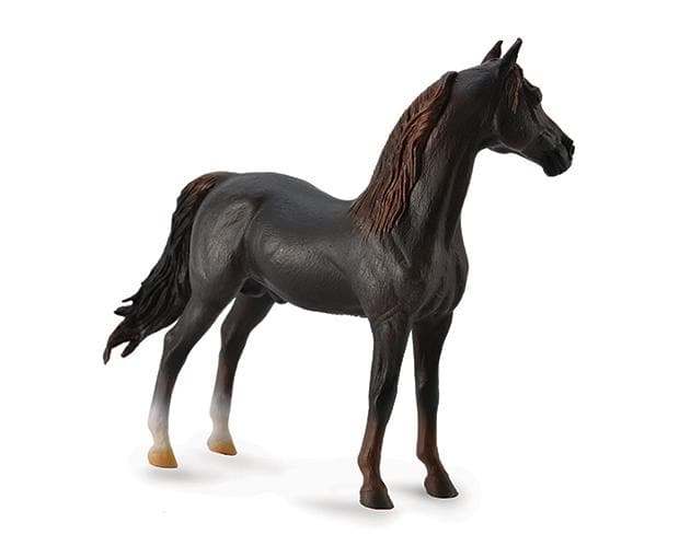 Morgan Stallion | Chestnut