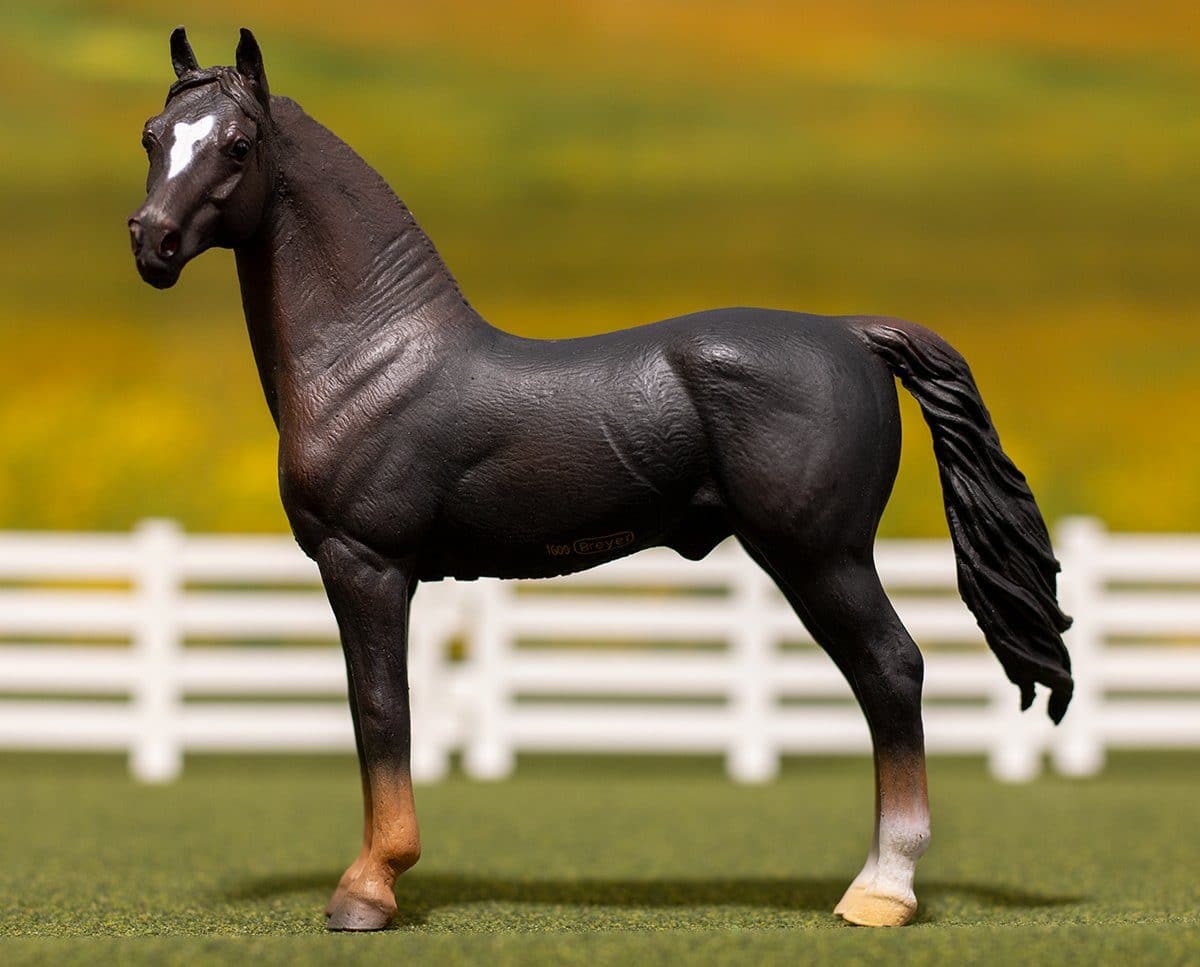 Morgan Stallion | Chestnut - Image 2