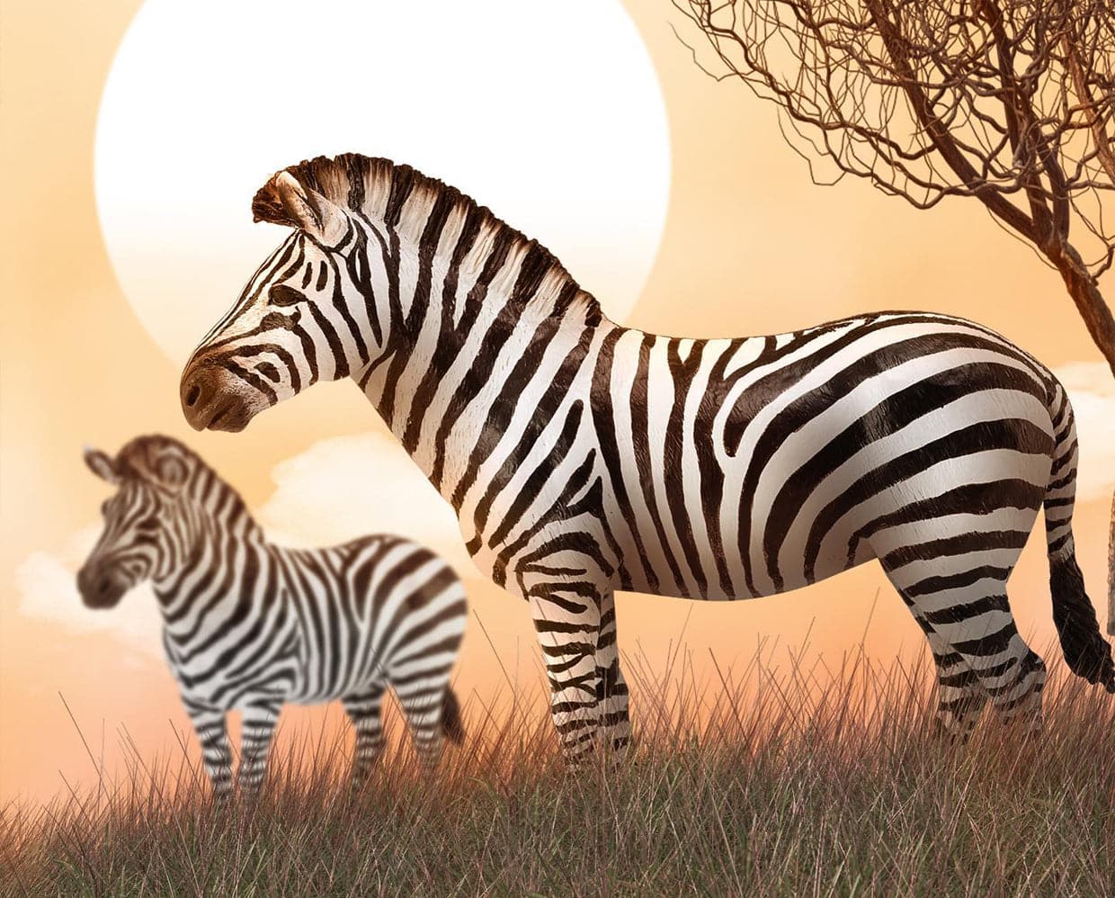 Common Zebra