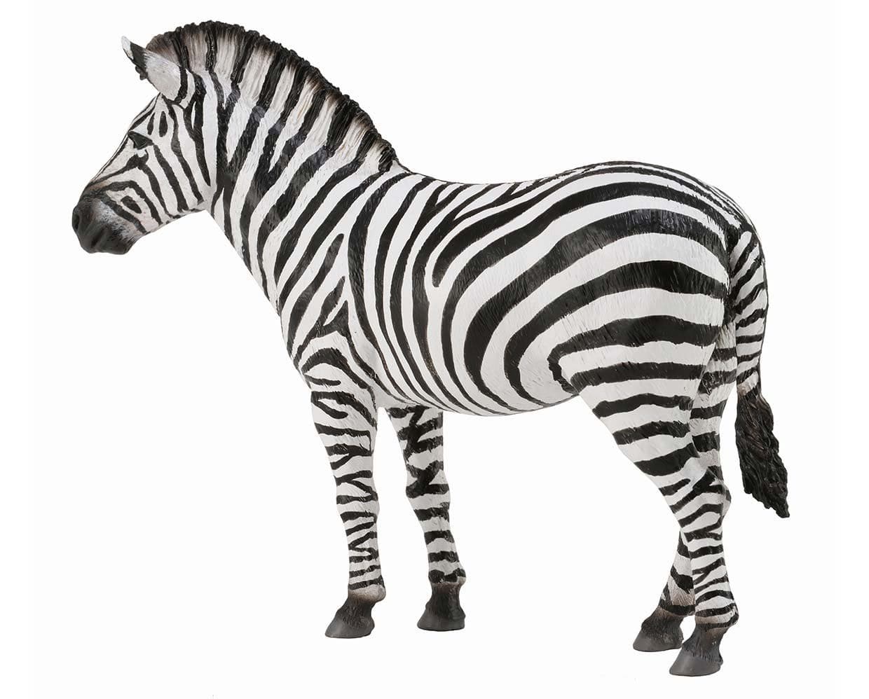 Common Zebra - Image 2
