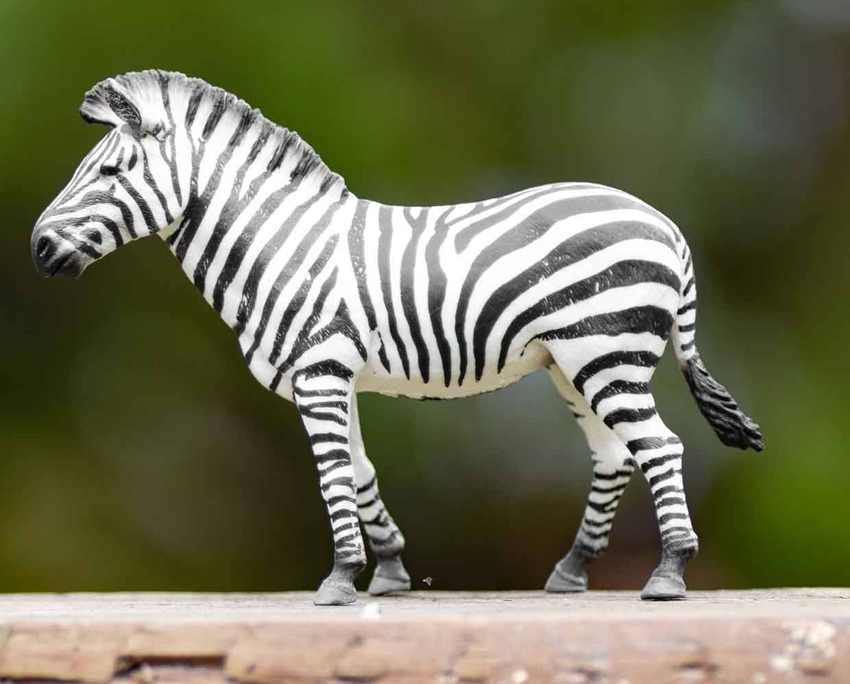 Common Zebra - Image 3