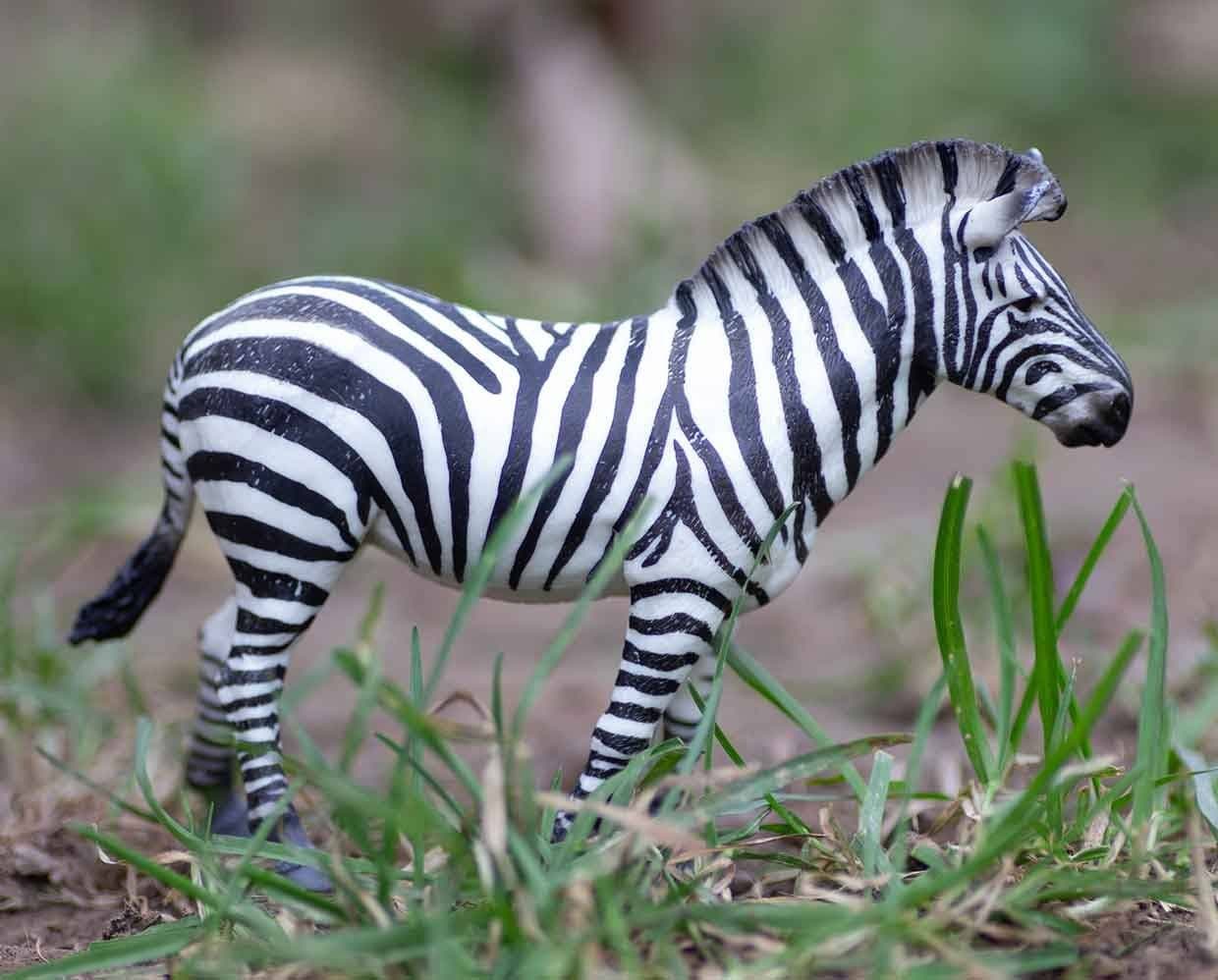 Common Zebra - Image 4