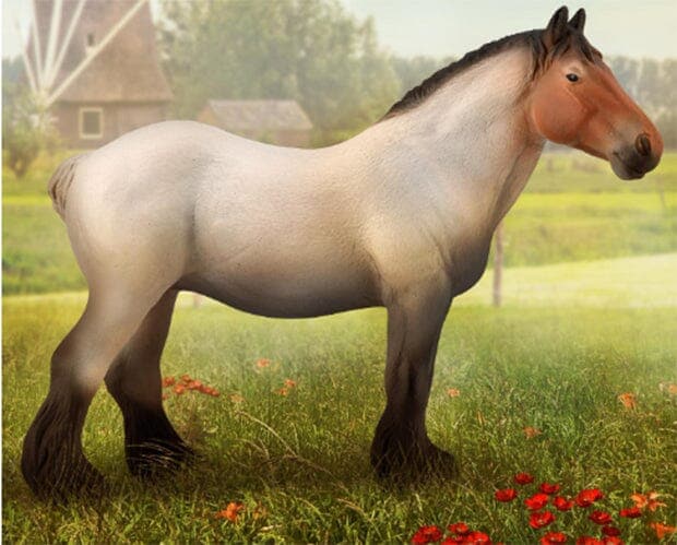 Dutch Draft Mare | Roan
