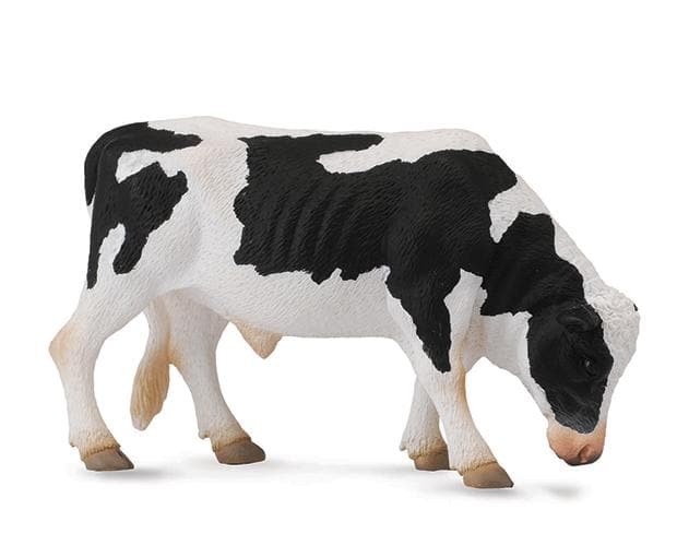 Friesian Bull