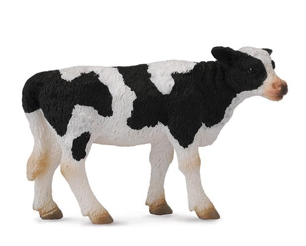 Friesian Calf