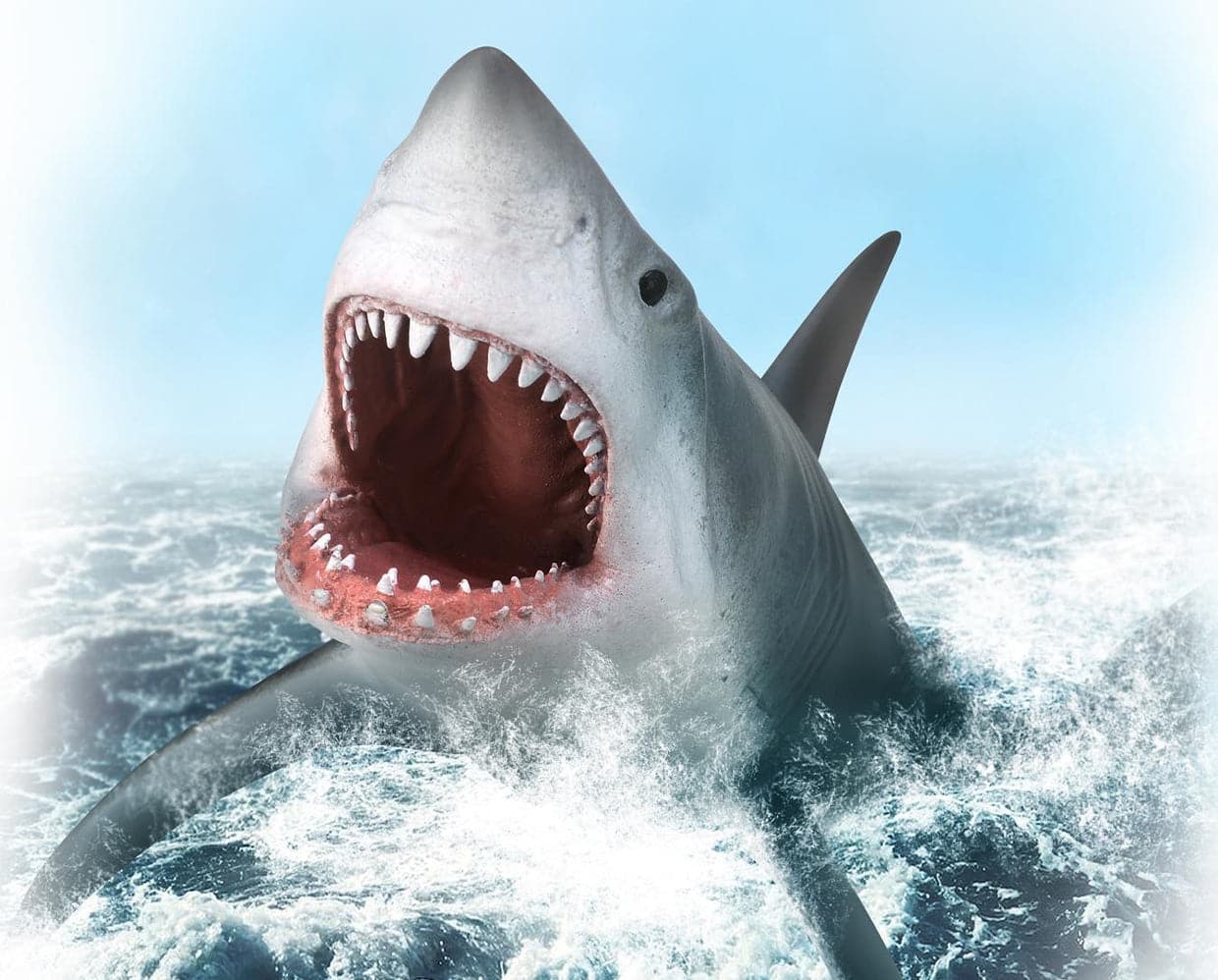 Great White Shark