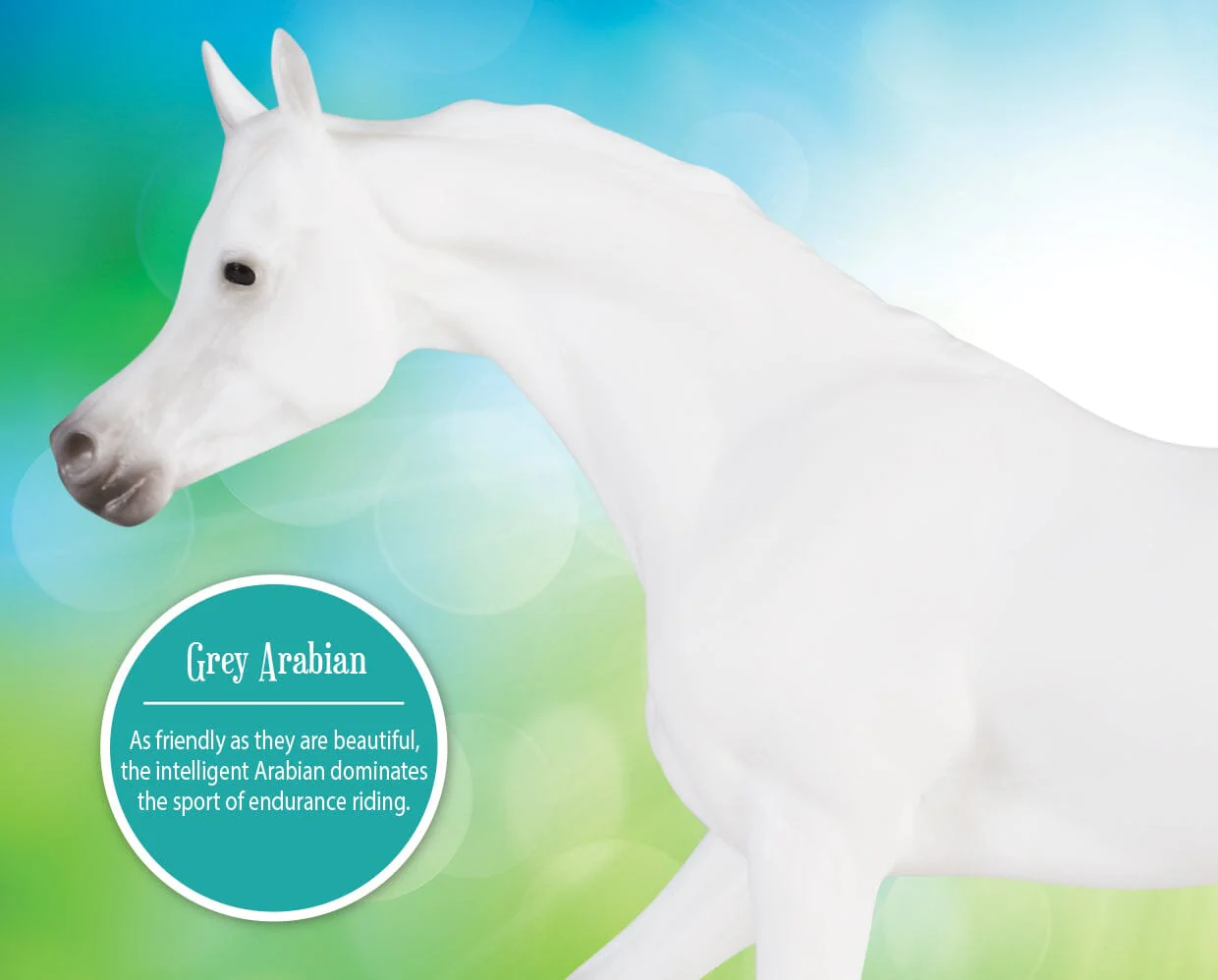 Grey Arabian - Image 3