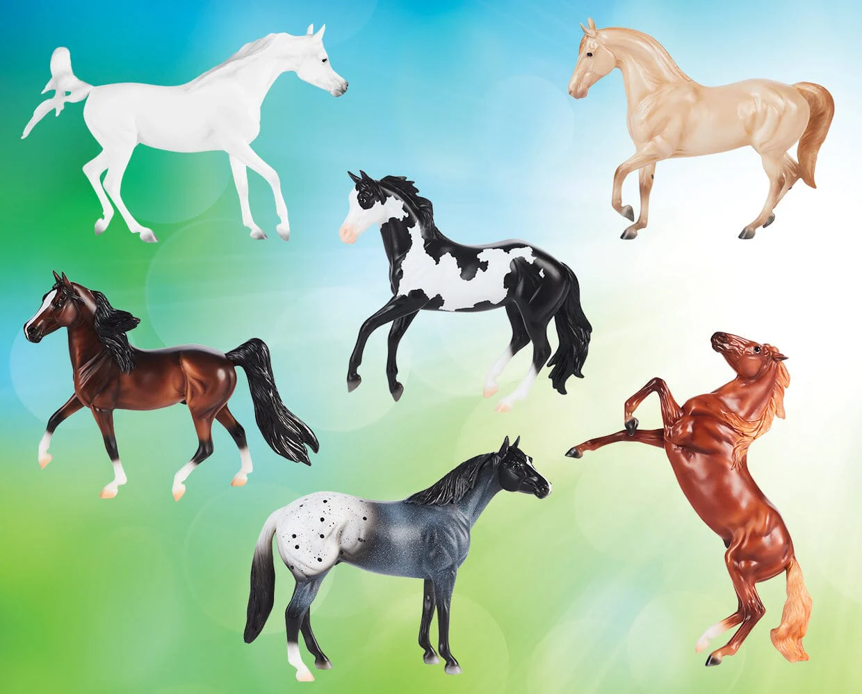 Blue Roan Appaloosa - Image 5