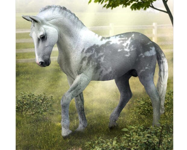 Trakehner Stallion | Grey