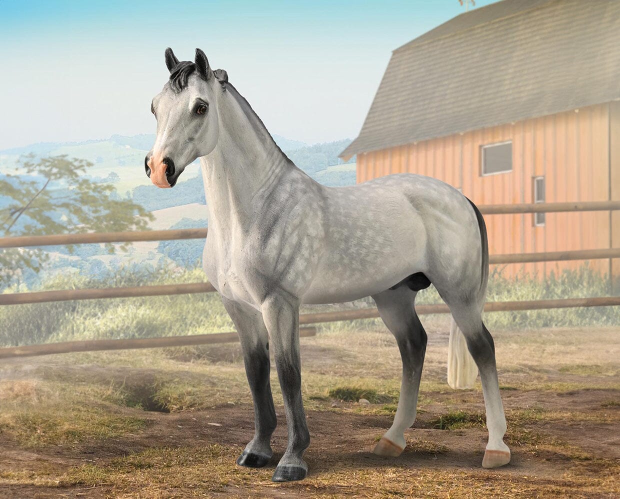 Hanoverian Stallion | Grey
