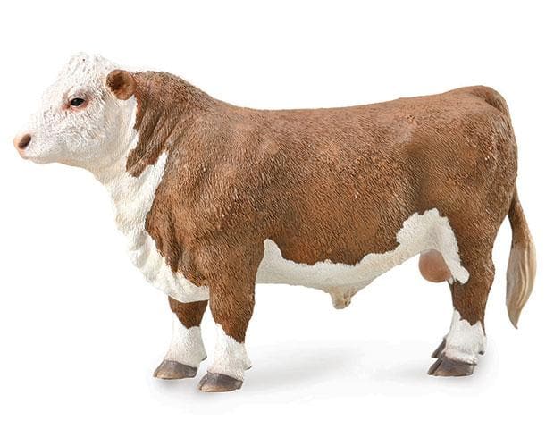 Hereford Bull - Image 2