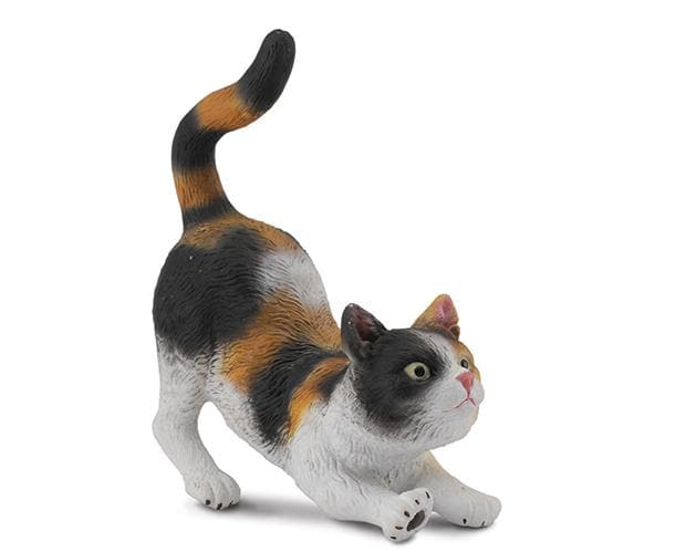 House Cat