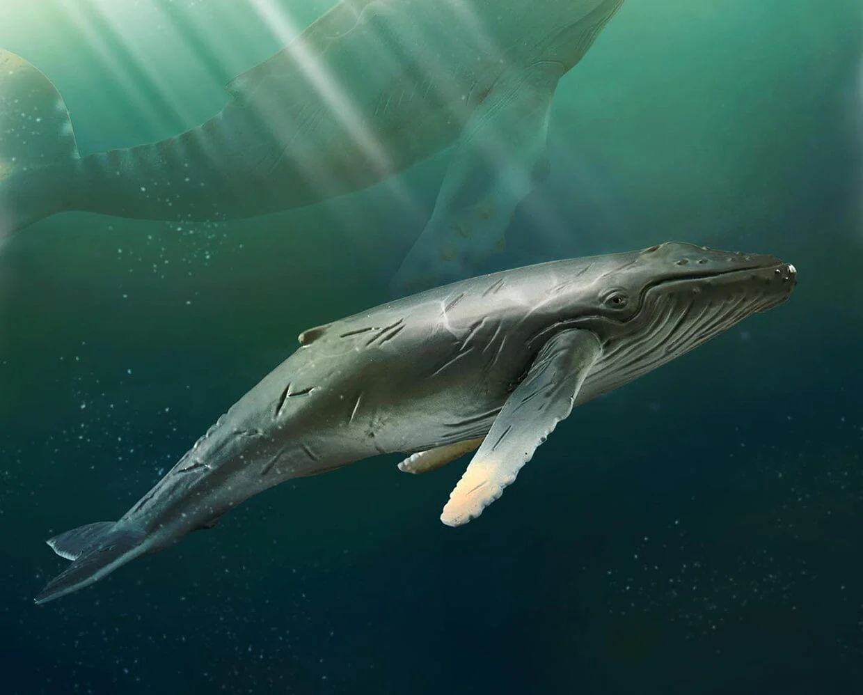 Humpback Whale