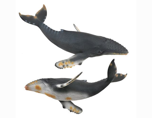 Humpback Whale - Image 2