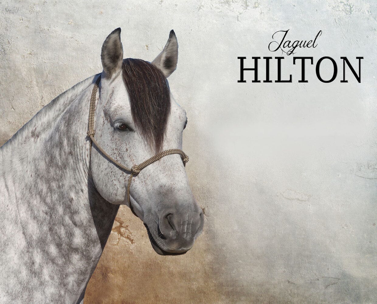 Jaguel Hilton | Criollo Stallion - Image 2
