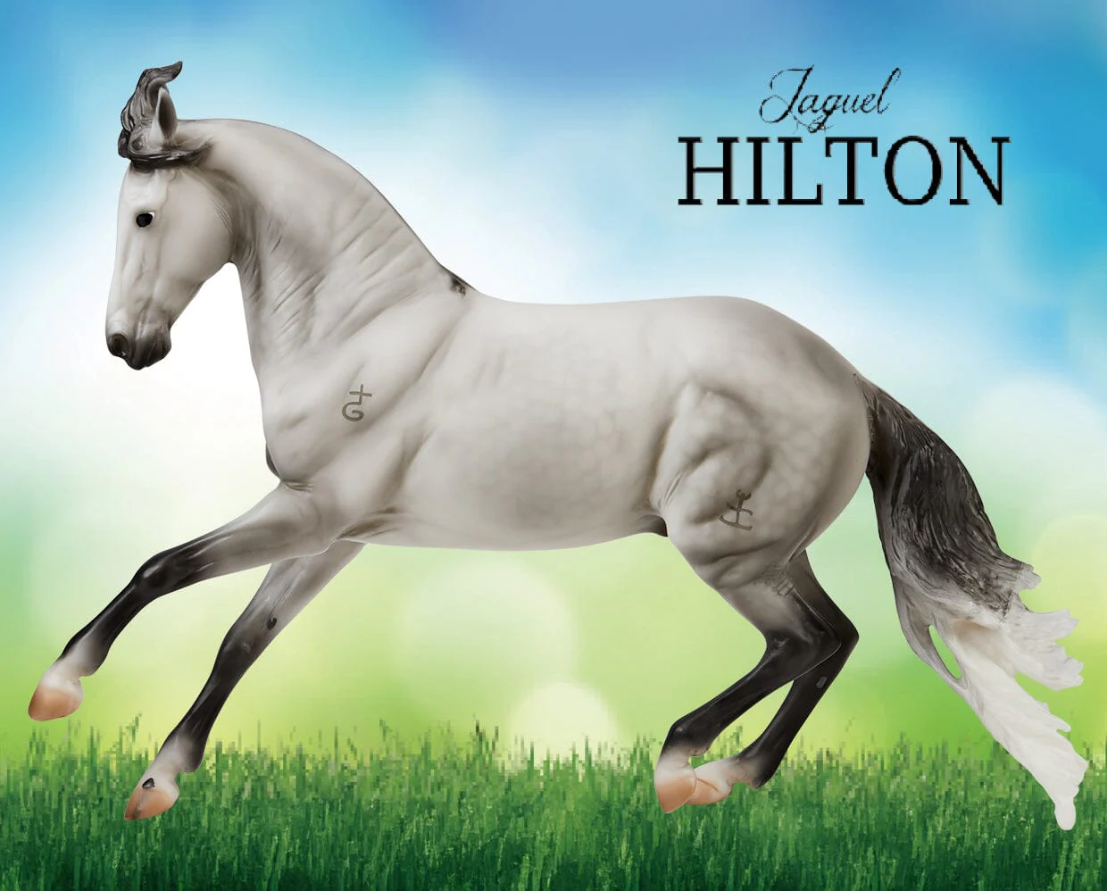 Jaguel Hilton | Criollo Stallion - Image 3