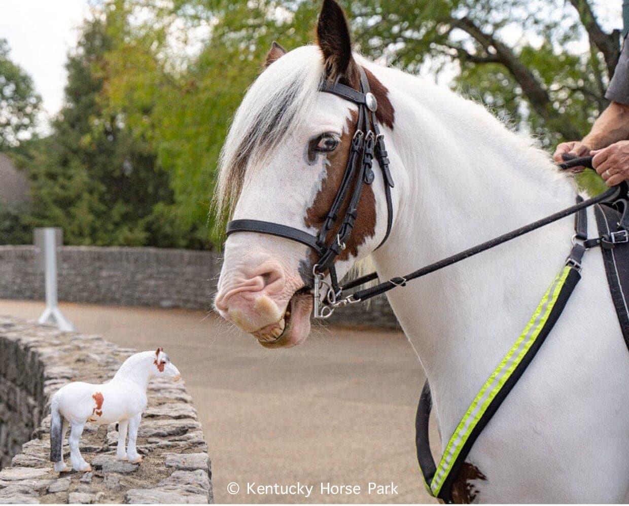 Hytyme Legend | KHP Mounted Police Horse - Image 4