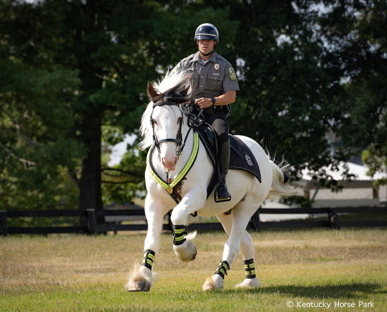 Hytyme Legend | KHP Mounted Police Horse - Image 6