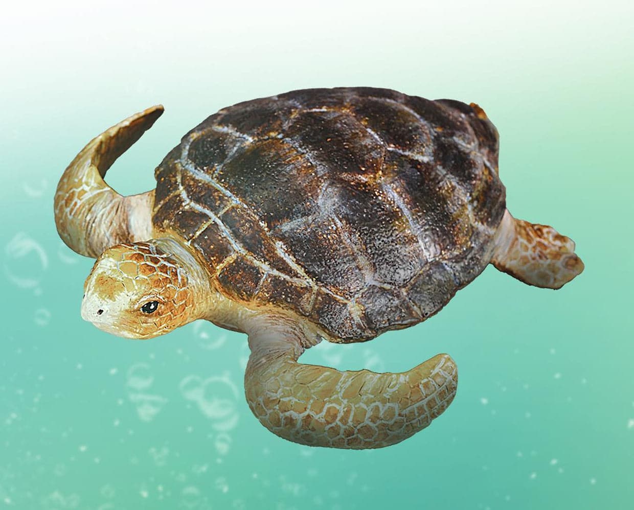 Loggerhead Turtle