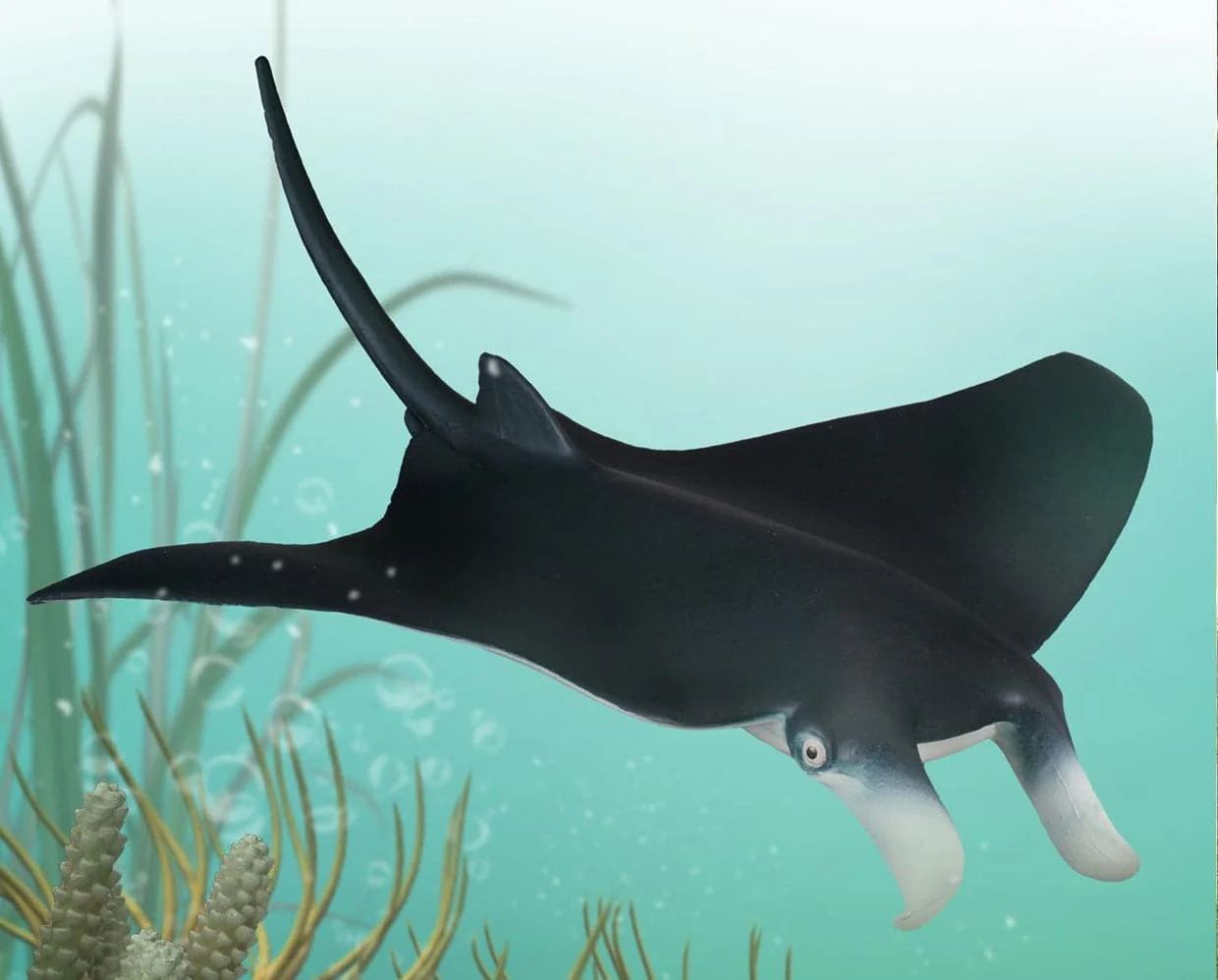 Manta Ray
