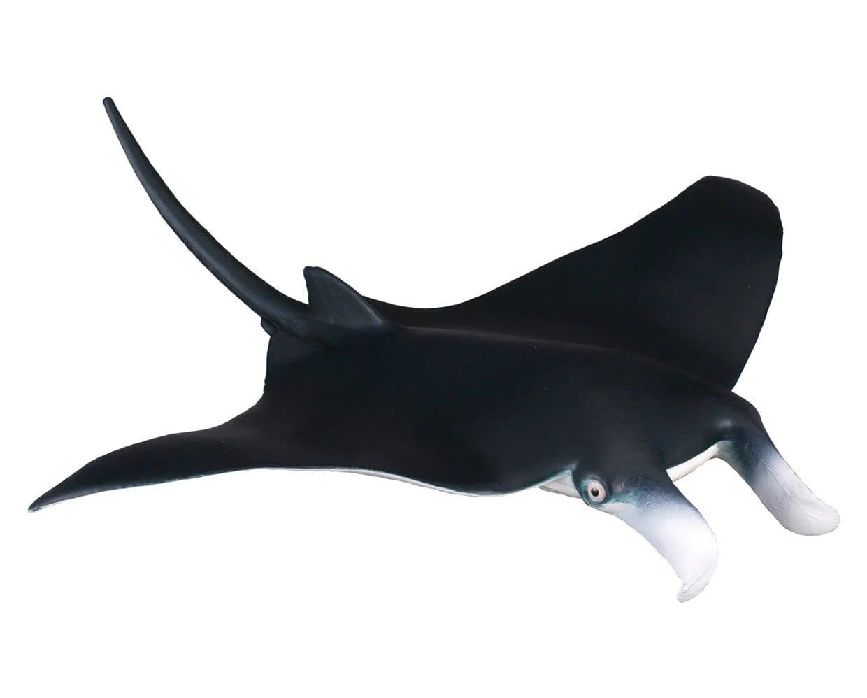 Manta Ray - Image 2