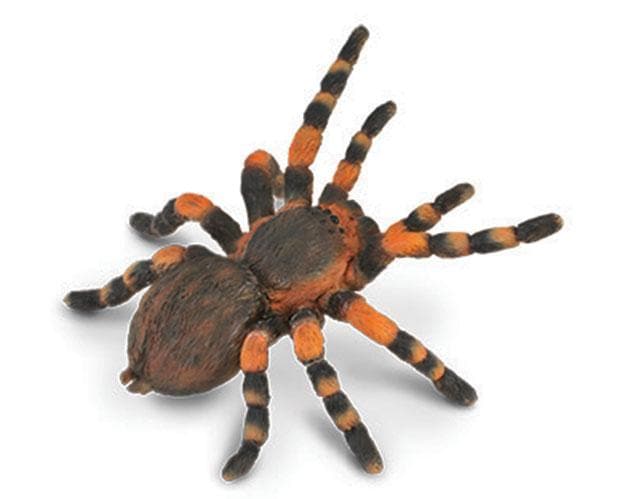 Mexican Redknee Tarantula