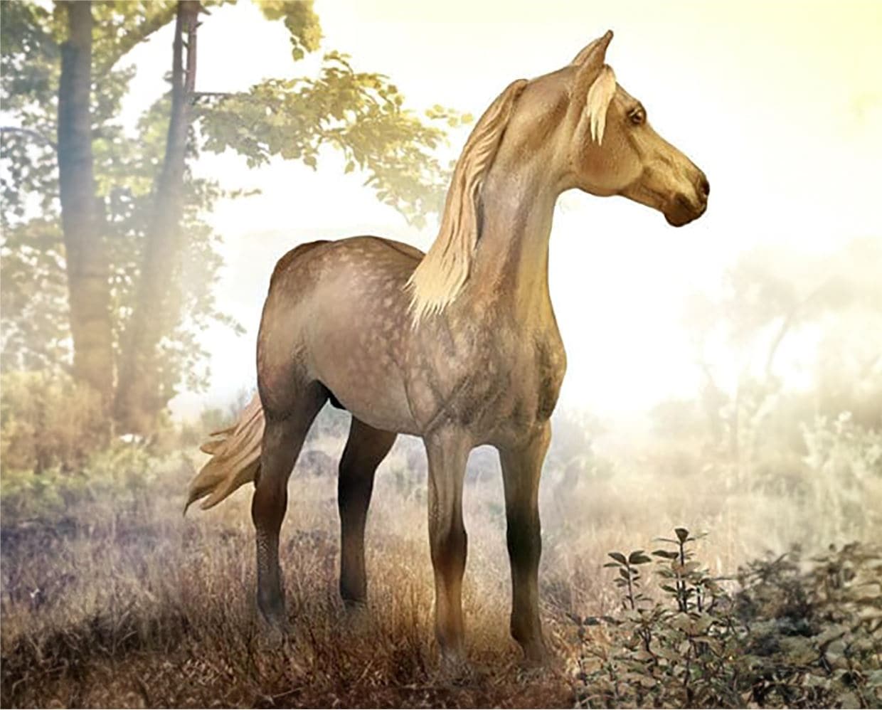 Morgan Stallion | Silver Grulla